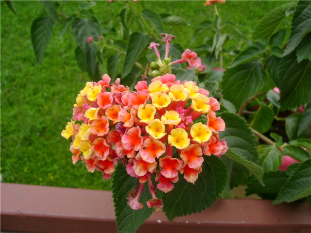 lantana