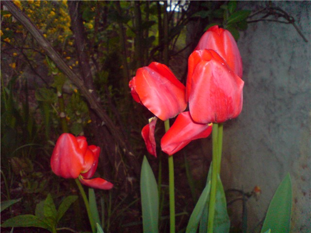 tulipani