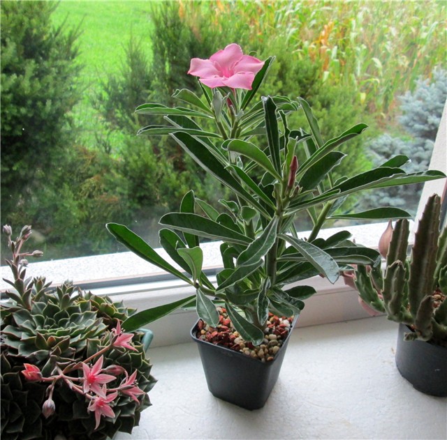 Adenium swazicum 