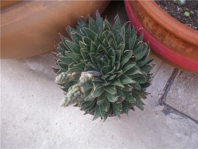 Aloe aristata
