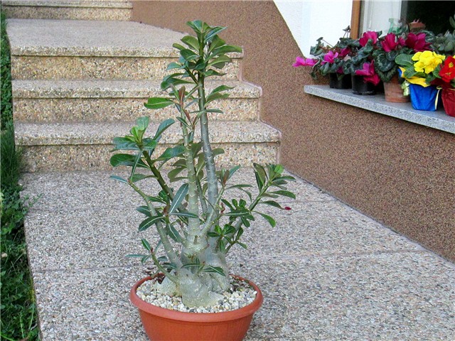 Adenium obesum