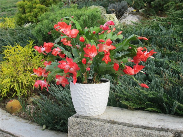 Schlumbergera