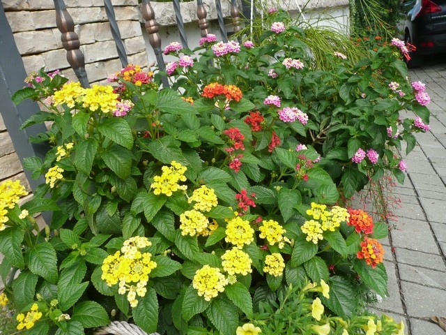 lantana