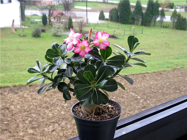 Adenium obesum, sijanac  2012