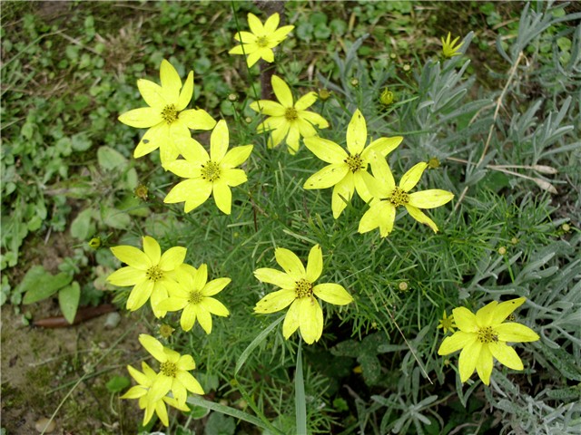 coreopsis