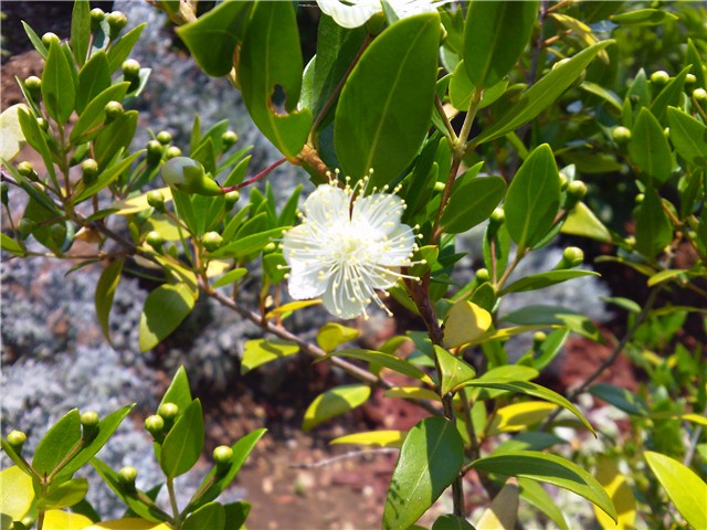 Myrtus communis u cvatu