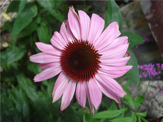 Echinacea