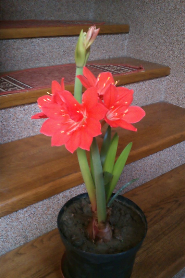 Moj Amarilis