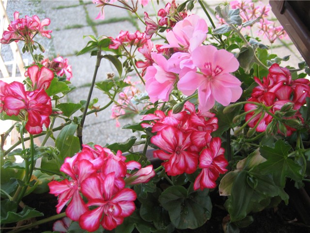 Viseća pelargonija