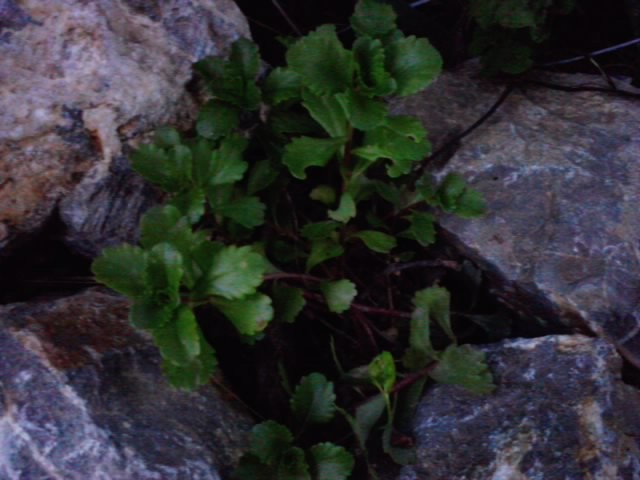 veliki neznanac