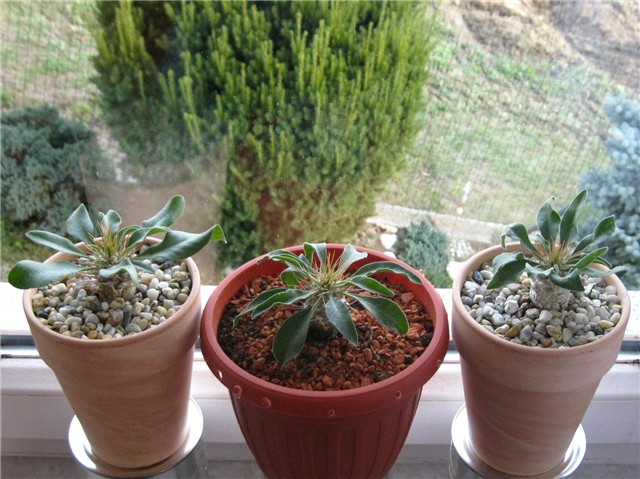 Pachypodium namaquanum