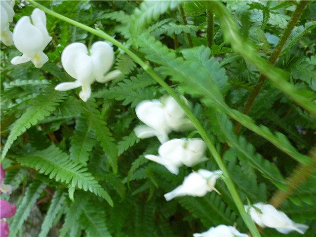 Dicentra