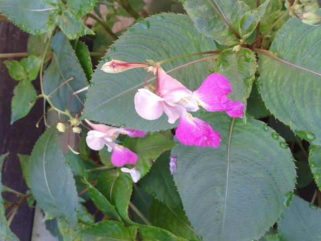 IMPATIENS BALFOURII