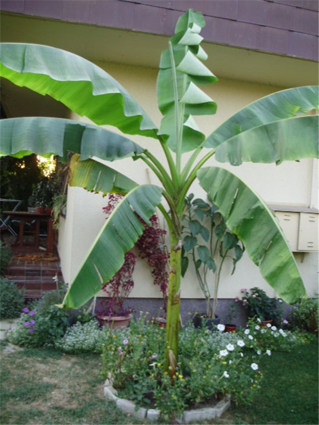 banana%20-%20lat.%20musa%20basjoo