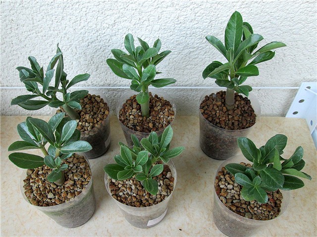 Adenium swazicum 