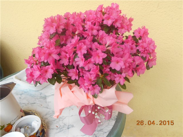 nove slike