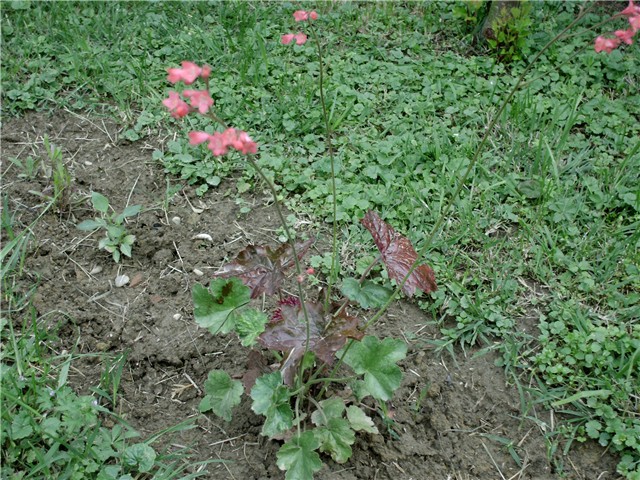 heucera2