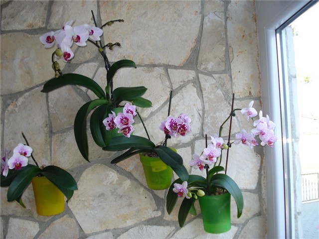dejica
