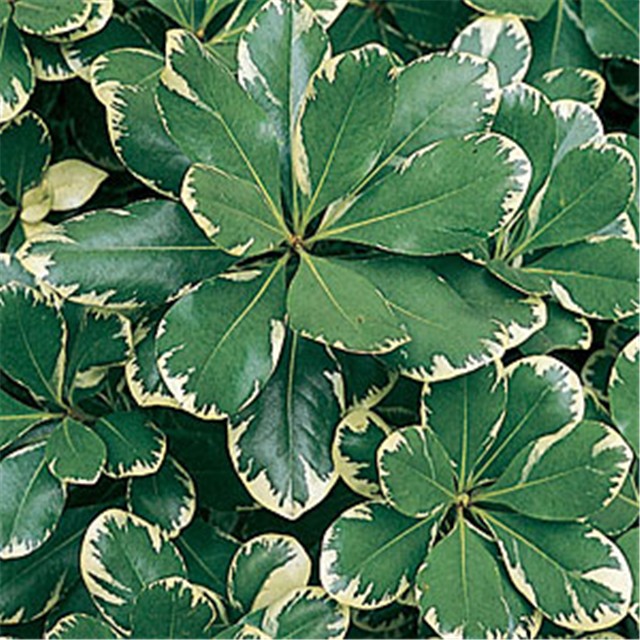 Pitosporum