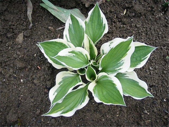 hosta