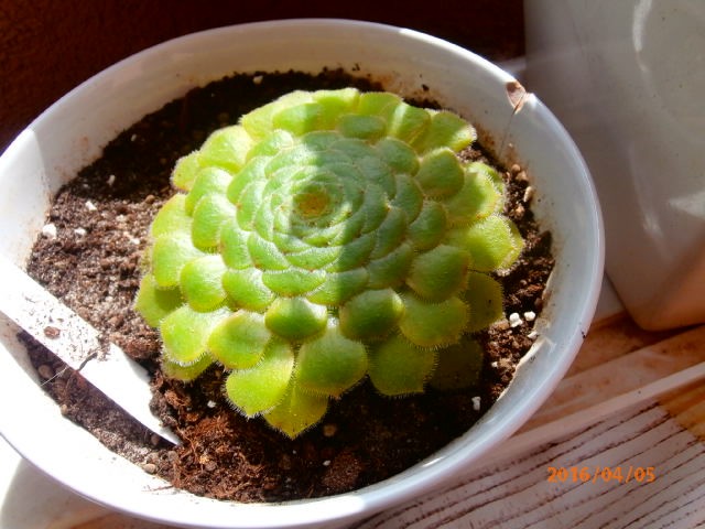 aeonium
