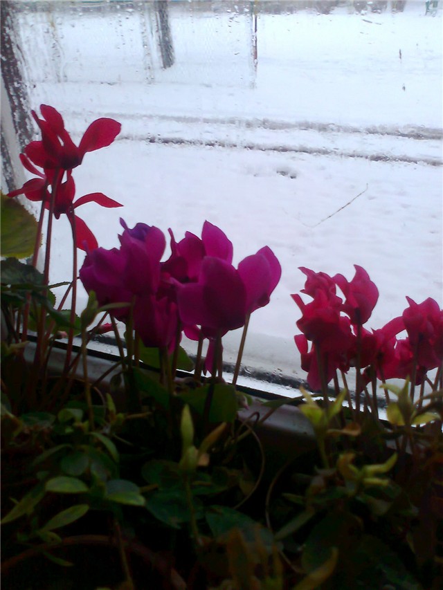 cyclamen