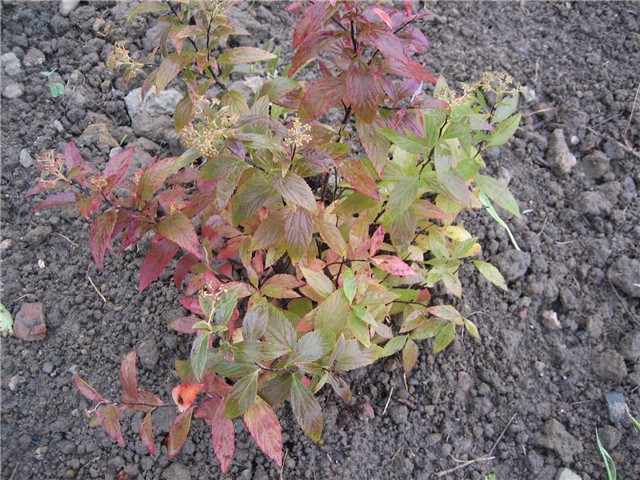 Spirea dvobojna