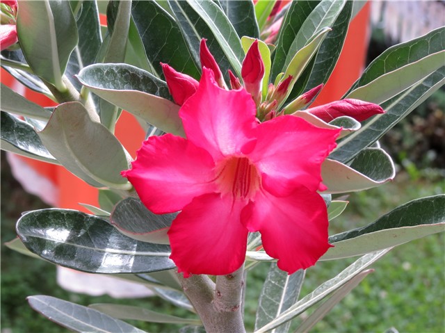 Adenium obesum