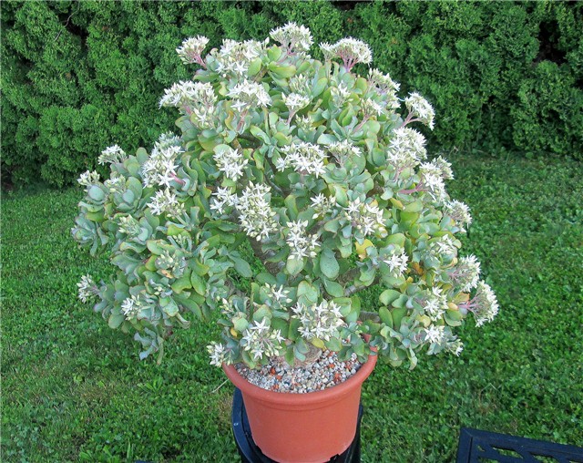 Crassula arborescens undulatifolia