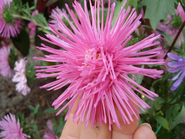 lijepa%20kata,%20astra,%20ljetni%20zvjezdan%20-%20lat.%20callistephus%20chinensis%20