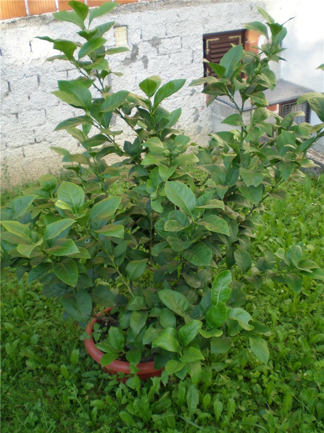 Limun