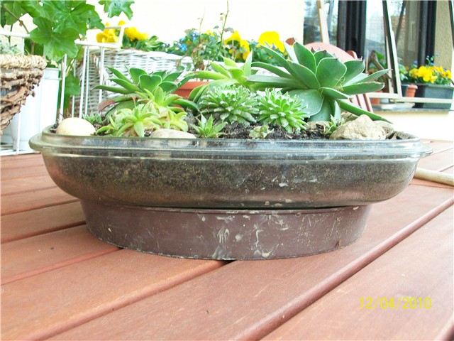 čuvarkuće%20-%20lat.%20sempervivum