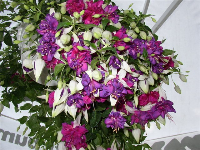 Flora Art Zagreb
