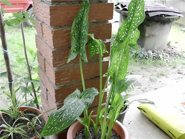 etiopske kale1