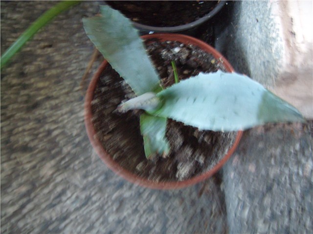 agava