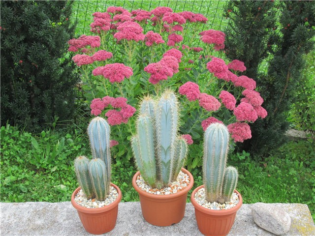 pachycereus  azureus  