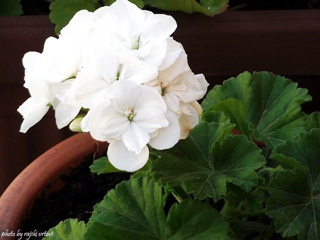 pelargonije