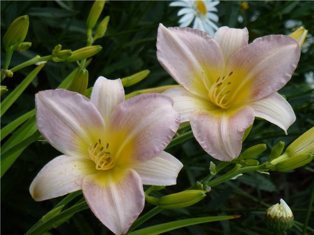 Hemerocallis Catherine Woodberry