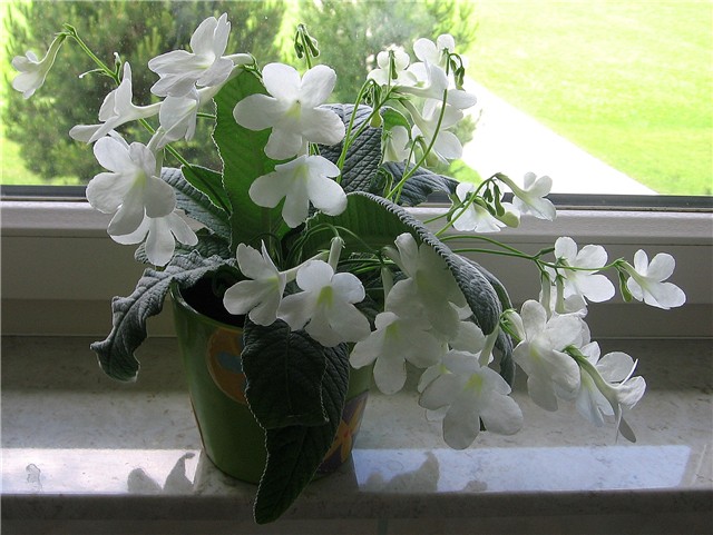 Streptocarpus