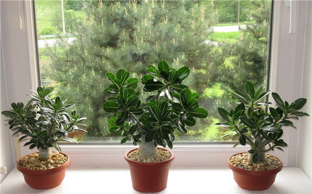 Adenium obesum, sijanci  2012