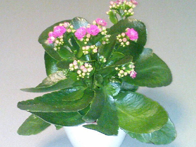 Kalanchoe