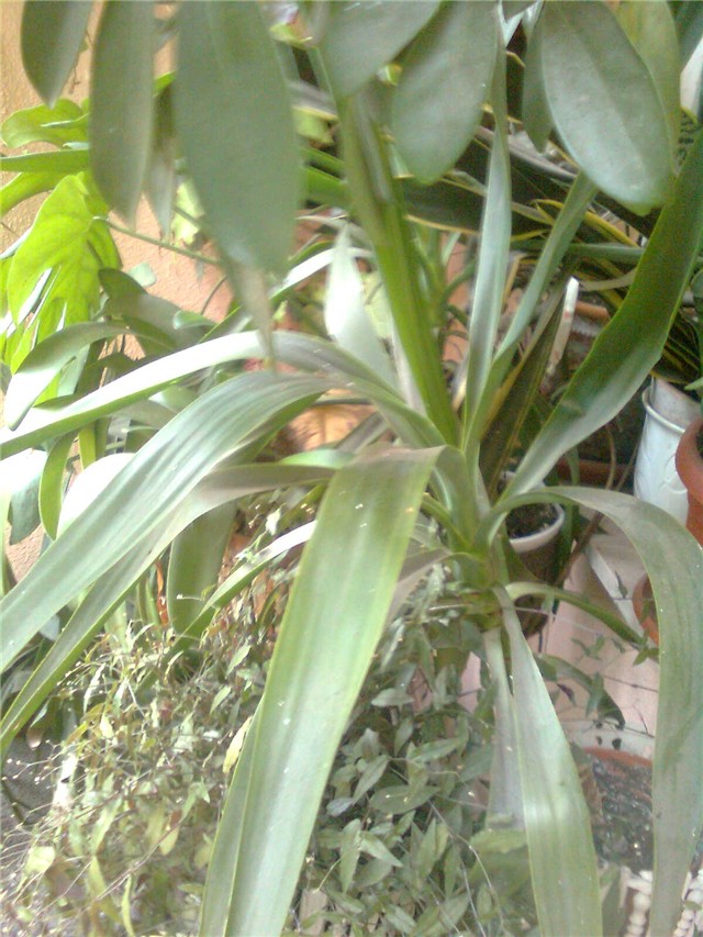 Yucca