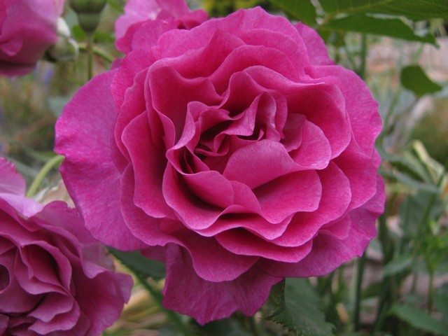 Roses