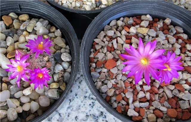 mammillaria hernandezii