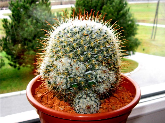 Mammillaria bombycina