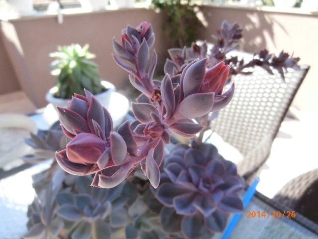 echeveria