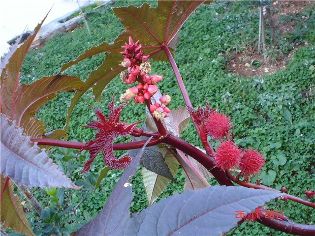 Njivice - ricinus
