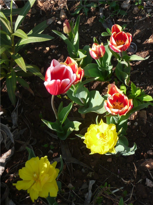 tulipani