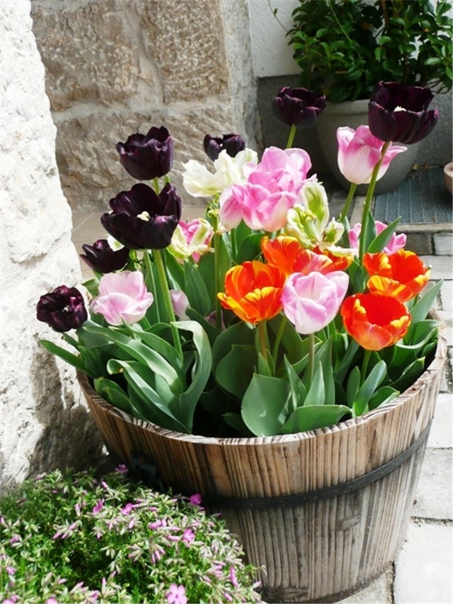 tulipani