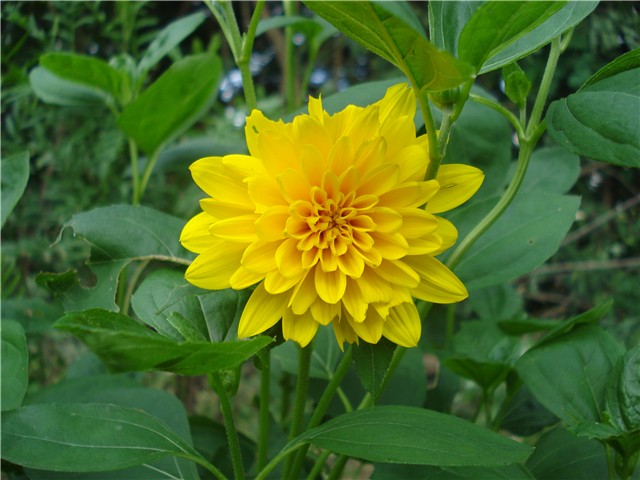 Helianthus